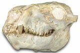 Fossil Juvenile Oreodont (Merycoidodon) Skull - South Dakota #302864-4